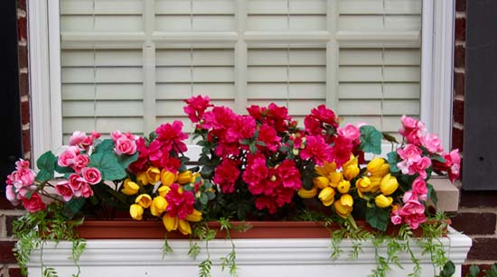 Choosing the Best Flower Window Boxes and Plante