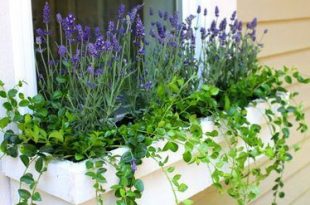 The Best Perennials to Plant in Window Boxes | Window box plants .