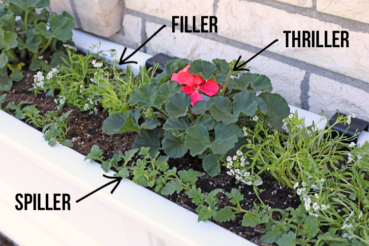 The Best Flowers for Window Boxes and How To Install A Window Box .