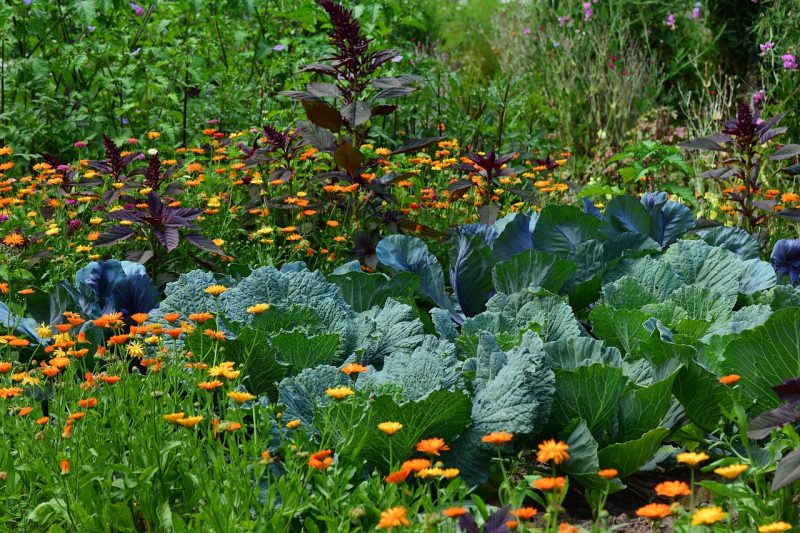 Polyculture Gardening: A Healthy, Brilliant Way to Grow Food .
