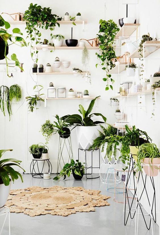 7 Different Way to Indoor Plants Decoration Ideas in Living Ro