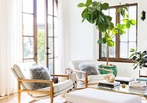 How to Decorate With Large Indoor Plants in Every Ho