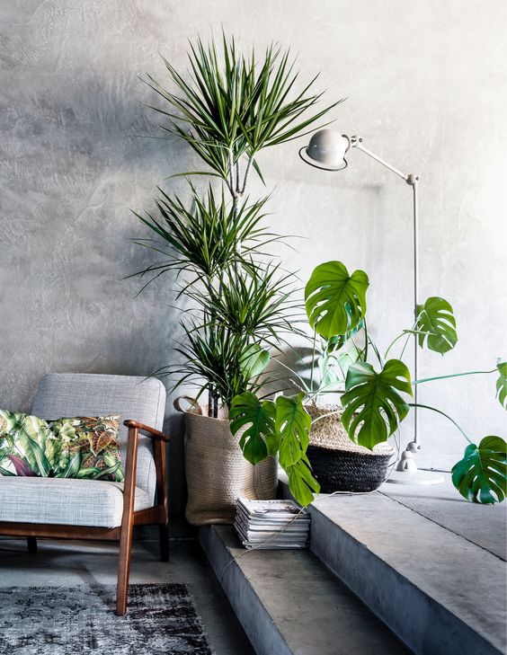 10 Beautiful Ways To Decorate Indoor Plant in Living Ro