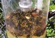 DIY Wasp Traps & Solutions for the Backyard | Homemade wasp trap .