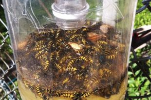 DIY Wasp Traps & Solutions for the Backyard | Homemade wasp trap .