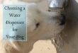 How to Choose the Best Dog Water Dispenser | PetHelpf