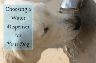 How to Choose the Best Dog Water Dispenser | PetHelpf
