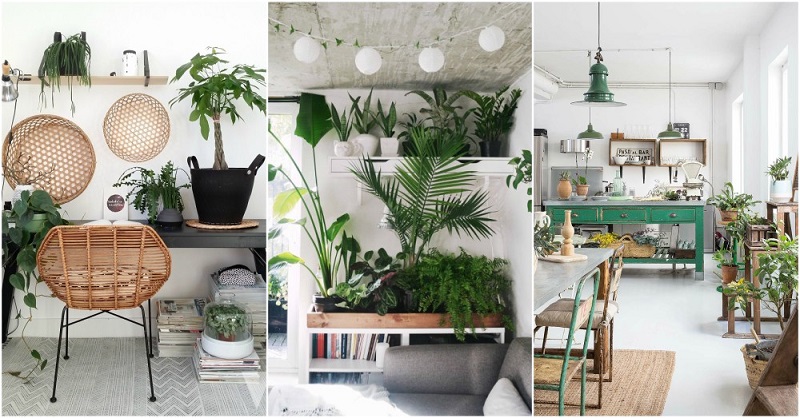 FIND: 15 Incredible Indoor Plants Decor Ideas | Simdreamhom