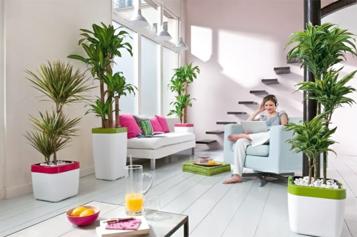 Beautiful Indoor Plants to Decorate Your Home - Home Decor He