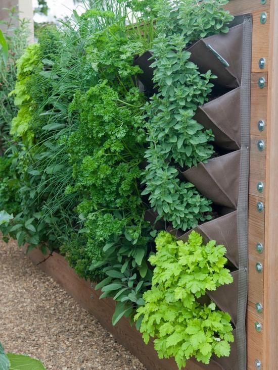 create a Living Wall of foliage, herbs, fruits and veggies .