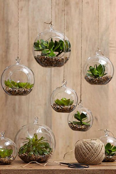 Top 10 Succulent Decorating Ideas | Hanging air plants, Plants .